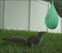 Squirrel vs Water balloon