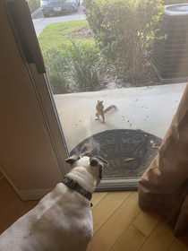 Squirrel was trying to square up with my sisters dog