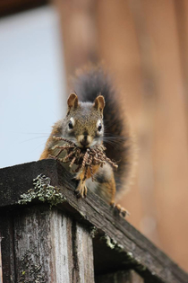 Squirrel with yarn stolen from our bathroom floor mat which was left out to dry