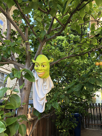 Squirrels are stealing from our fruit tree so my wife hung a scarecrow to keep them away