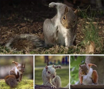 Squirrels doing superhero landings