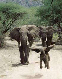 Startled elephant