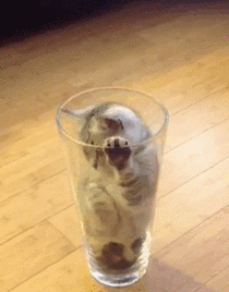Stay away from my glass human
