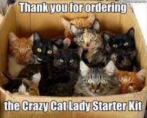 Step  to being a Crazy Cat Lady