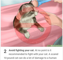 Step two on how to bathe your cat safely