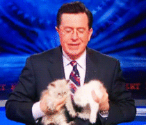 Stephen Colbert cat lovin 