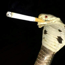 Steve Irwin Havent heard that name in years