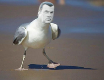 Steven Seagull