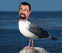 Steven Seagull