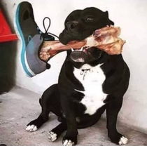 Stick a turkey leg in a sneaker and your dog will keep your yard quite safe