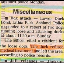 Still my favorite duck police blotter ever