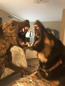 Still shot of my dogs playing