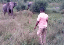 stop charging wild elephant