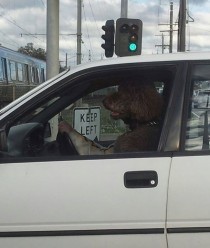 Stopped as a train went past Looked over and did a double take