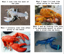 story of my summer told in lobsters