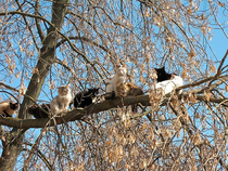 Strange birds gather in the tree