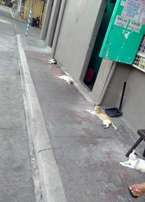 Stray cats observing the social distancing rule