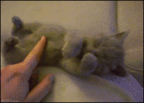 Stretching kitty