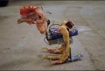 Student in Paraguayan presents his Cyborg chicken in robotics championship and is disqualified