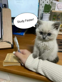 Study hard so you can buy me lots of tuna