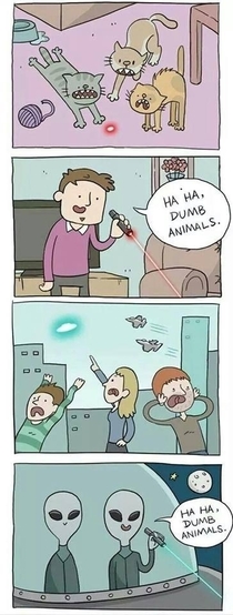 Stupid animals