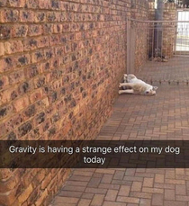 Stupid dog