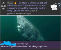 Stupid Fish