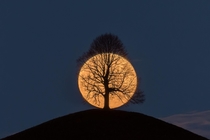 Stupid tree ruins awesome super moon pic