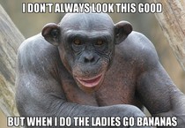 Suave Chimpanzee