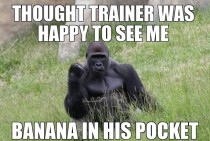 Success Gorilla