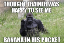 Success Gorilla