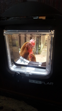 Successfully installed new microchip catflap Now I have a couple of ladies in a fowl mood because they cant come in