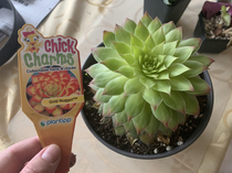 Succulent from an online nurseryhow do you even manage to keep a plant too dark in a greenhouse