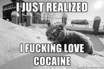Sudden Clarity Cocaine Cat