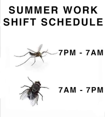 Summer work shift schedule