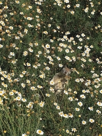 Sunbathing squirrel