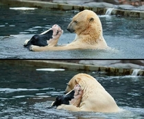 super cute bear and cow hanging out in the pool 