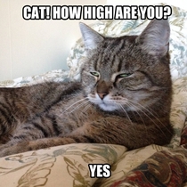 Super High Cat