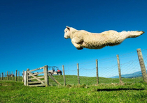 Super Sheep to the rescue