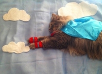 Supercat 