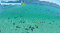 Surfing dolphins