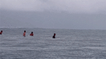 Surfing with breaching whales