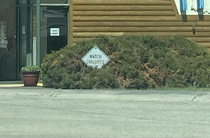 Suspicious bush in my hometown