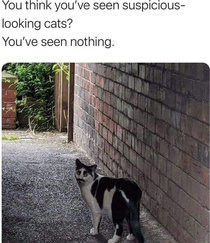 suspicious kitty