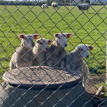Suspicious sheepies