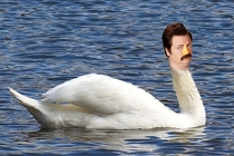 Swan Ronson