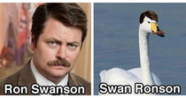 Swan Ronson