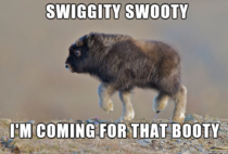 Swiggity Swooty