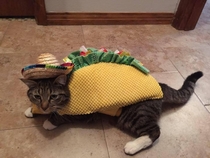 Taco cat
