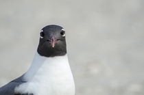 Taking pictures of my dog and all of a sudden this is what I see through my viewfinder Needless to say the seagull and I made eye contact It was awkward